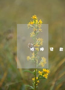 抵押贷款 逾期不还 抵押贷款 逾期不还